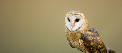 Los cient&iacute;ficos son de la opini&oacute;n de que los humanos perdieron su capacidad regenerativa en alg&uacute;n momento de su evoluci&oacute;n