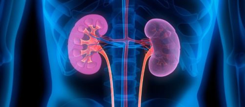 Tres formas de cuidar tus ri&ntilde;ones