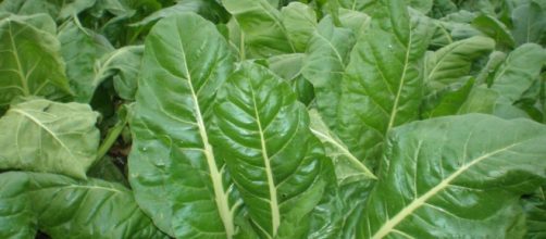 vida sana cuerpo sano para vivir mejor