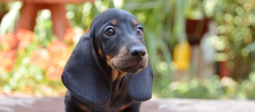 Dachshund filhote faz sucesso com suas orelhas