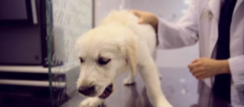 La tos de las perreras&hellip; y de cualquier hogar - dogking.es