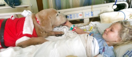 Los cient&iacute;ficos revelaron que la gen&eacute;tica puede jugar un papel muy importante en el por qu&eacute; los perros se comportan de manera amistosa hacia