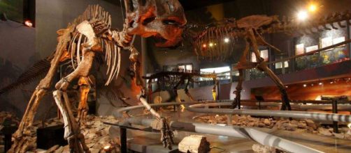 Un un joven descubri&oacute; accidentalmente los restos fosilizados de un Stegosmastodon de 1,2 millones de a&ntilde;os en Nuevo M&eacute;xico