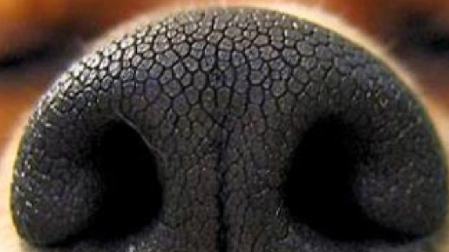 Annusa il naso della padroncina e le salva la vita