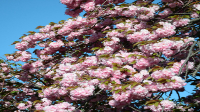 giornata fai primavera eventi 2018