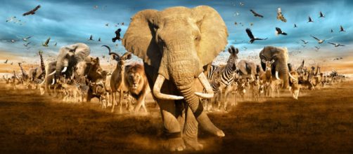 Especies migratorias vulnerables y en posible peligro de extinci&oacute;n