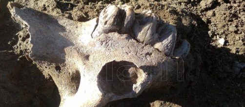 Animales prehist&oacute;ricos con caracter&iacute;sticas familiares