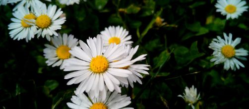 De las flores a los copos de nieve: los temores m&aacute;s extra&ntilde;os que existen
