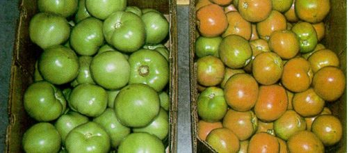 El Etileno es uno de los encargados de la maduraci&oacute;n