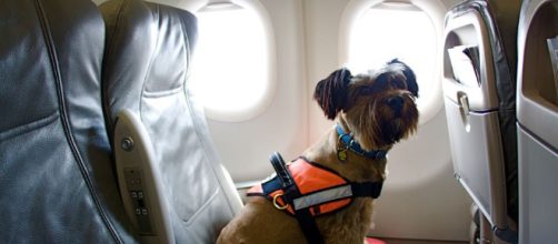 &iquest;Est&aacute;s planeando un viaje con tu mascota? Considere estas tapas para un viaje sin problemas