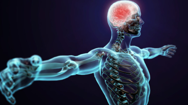 E' stato scoperto l'Interstizio un nuovo organo del corpo umano