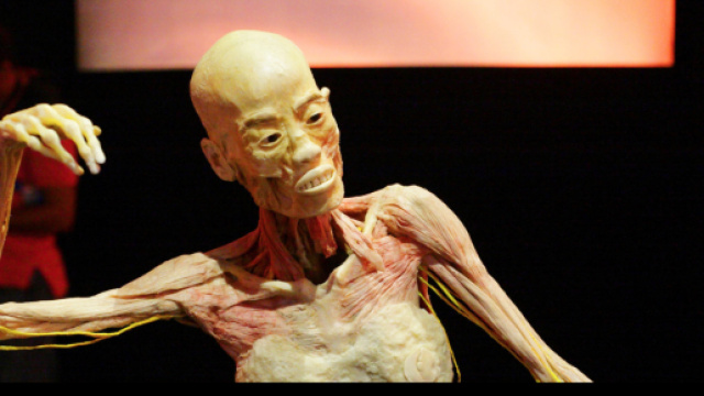 Mostra 'Human Bodies-The Exhibition' a Napoli.