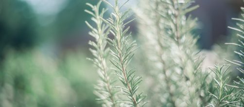 C&oacute;mo se usa el aceite de romero para la memoria
