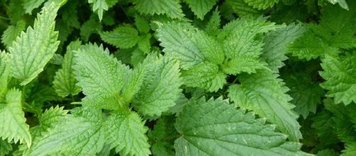 Infusi&oacute;n de ortiga: descubre sus incre&iacute;bles propiedades ... - innatia.com