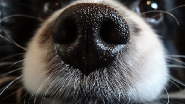 Cane annusa la padroncina e le salva la vita: aveva un tumore