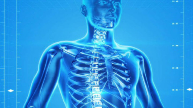Scoperto un nuovo organo: il pi&ugrave; grande dell'uomo