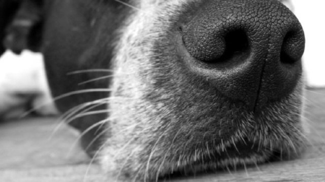 Cane annusa il naso della padrona e scopre un tumore