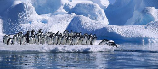 Adelie Penguins diving in Hope Bay, Antarctica (Image credit &ndash; Angell Williams, Wikimedia Commons)