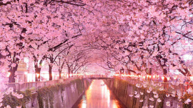 Hanami: i luoghi in Giappone dove ammirare i ciliegi in fiore ... - 361magazine.com