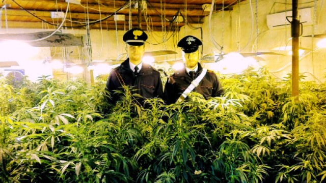 La piantagione di marijuana &egrave; stata scoperta dai Carabinieri di Giba.
