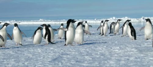 Adelie penguin are known for being pranksters, and scientists just found 1.5 million of them hiding in plain sight. - [BBC / YouTube screencap]