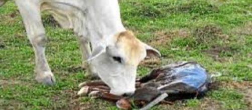 La brucelosis es una enfermedad abortiva catalogada como una de las zoonosis ocupacionales mas frecuentes