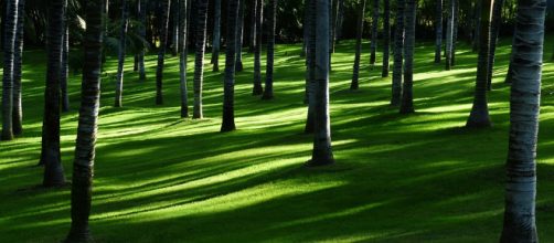 Benefits of palm tree - Photo credit - Public Domain | Pixabay