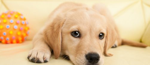 Por qu&eacute; esterilizar a tu perrita