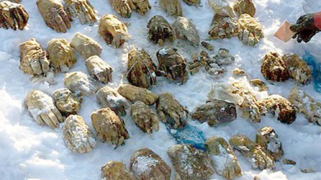 L'orribile scoperta in una nota regione di pesca in Siberia