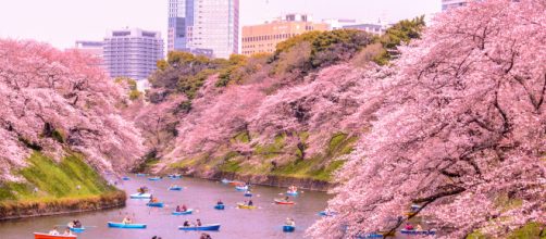 Is Peter Cottontail coming for Spring this year? - (Image Credit: Yoshikazu TAKADA/ Flickr)