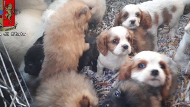 Bologna, la polizia salva 26 cuccioli di cane - 1 di 1 - Bologna ... - repubblica.it