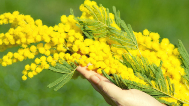 La mimosa &egrave; la pianta simbolo della festa delle donne