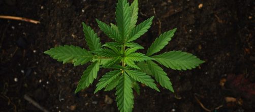 As the demand for cannabis and related goods increases, the competition among manufacturers and distributors also rises. (Source: Pixabay)