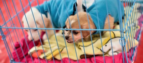 AdoptaNoCompres: la petici&oacute;n que busca prohibir la venta de ... - publimetro.cl