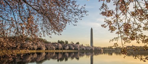 The man's body was found in the river during the popular Cherry Blossom Festival. - [image source: Army Corps of Engineers: CC BY 2.0]
