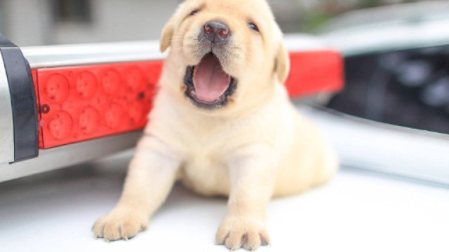 Casting e provini anche per un Labrador cucciolo, oltre che per, attori, figuranti, modelle