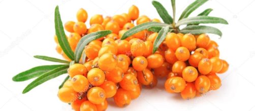 bayas de espino cerval de mar ofrecen muchos beneficios a la salud