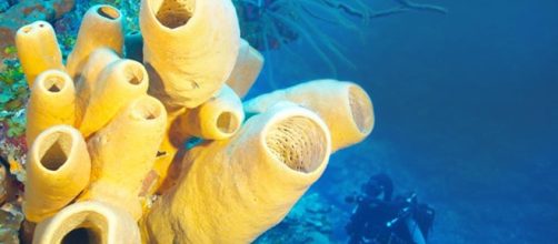 An&aacute;lisis del viento oce&aacute;nico realizado por robots delfines