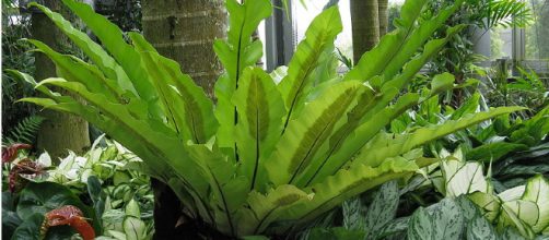 Nourish your houseplants with coffee. [image source: 	KENPEI - Wikimedia Commons]