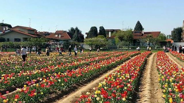 Tulipani Italiani 2018 a Cornaredo