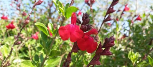 Salvia Roja conoce esta planta originaria de Europa