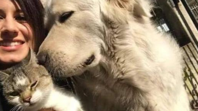 Libert&agrave; vigilata per il cane Miro (Fonte: NewsNow - Youtube)