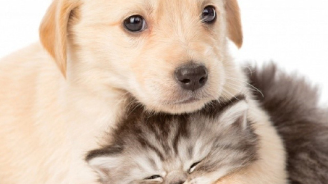 Un casting solo per animali domestici ma uno anche per un film e tanto altro