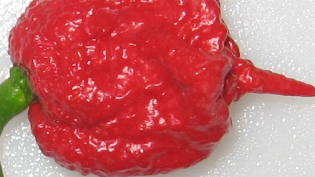 Un peperoncino Carolina reaper ha mandato un uomo all'ospedale.