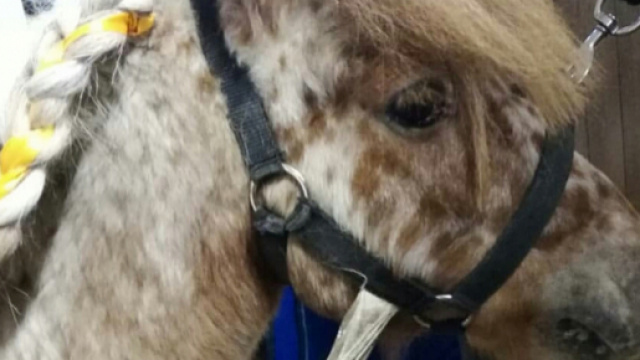 Freccia-Shetland vestito da Bestia