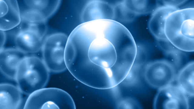 Malin Parmar: '&Egrave; una follia non usare le staminali'