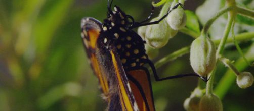 La fragilidad de las mariposas