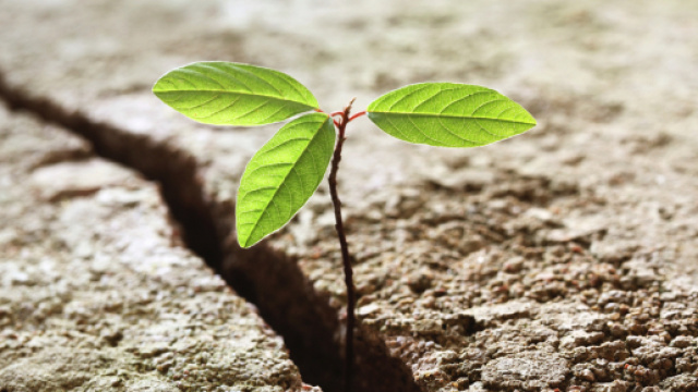 Business Coaching: tra evoluzione e resilienza - coachingnarrativo.it