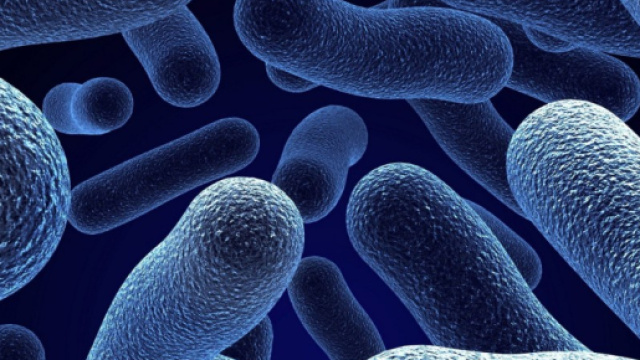 In alto, un'immagine dei batteri