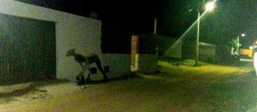 Criatura assusta popula&ccedil;&atilde;o em Exu! Ser&aacute; que esse lobisomem existe?